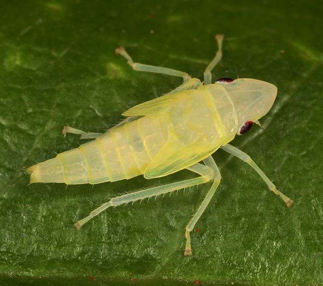 Image of Graphocephala