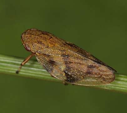 Image of spittlebugs