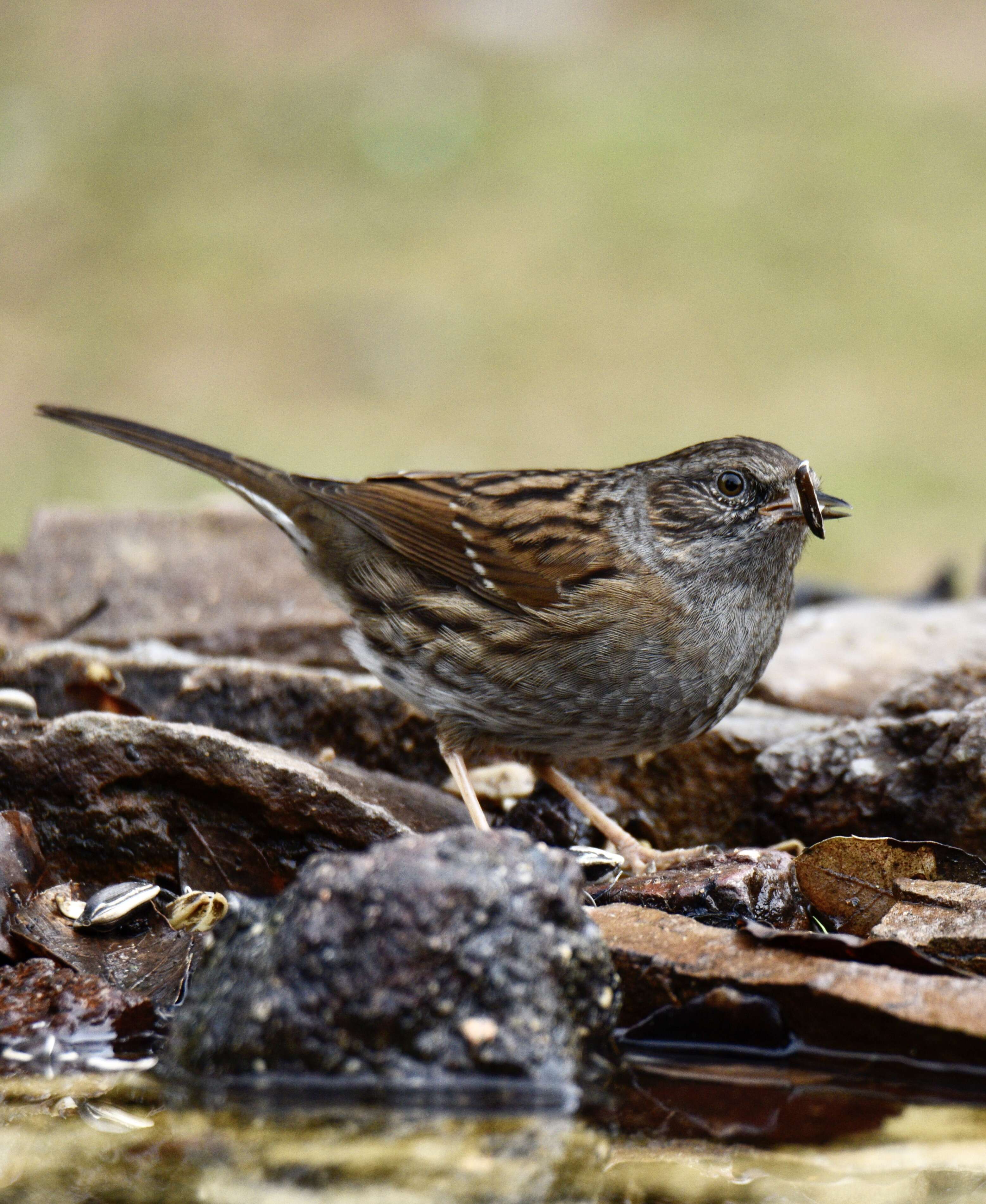 Image of Dunnock