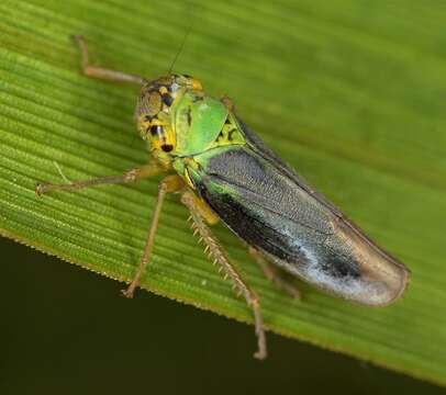 Image of Cicadella