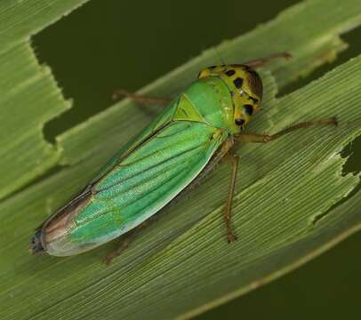 Image of Cicadella