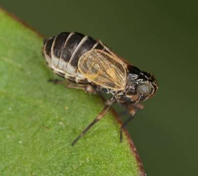 Image of Javesella