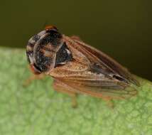 Image of <i>Megophthalmus scanicus</i>