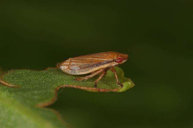 Слика од Aphrophoridae