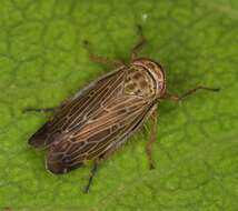 Image of Paramesus