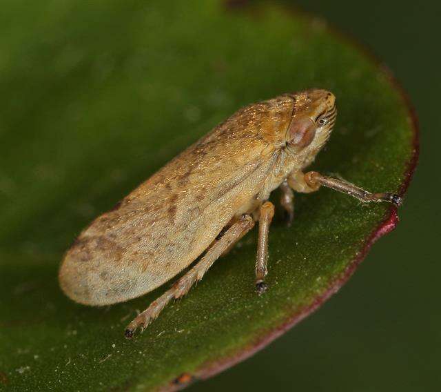 Image of spittlebugs