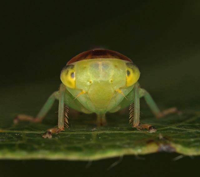 Image of <i>Populicerus populi</i>