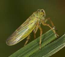 Image of <i>Sagatus punctifrons</i>