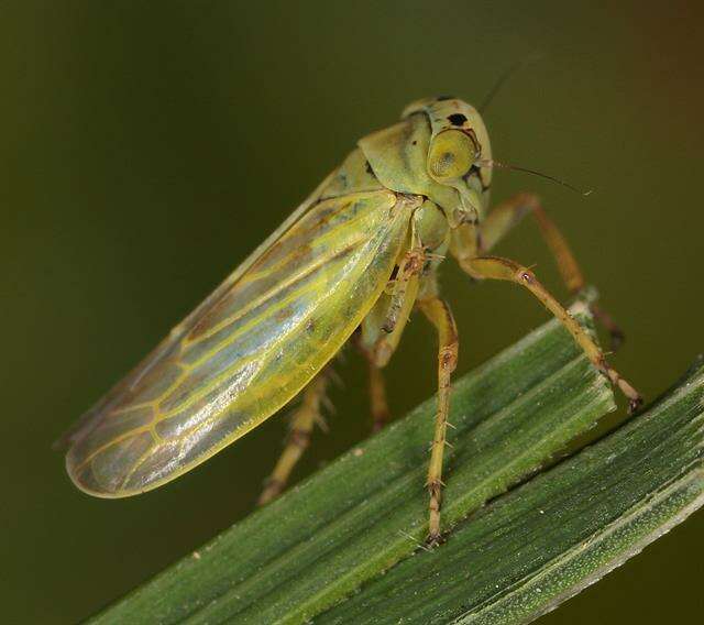 Image of <i>Sagatus punctifrons</i>