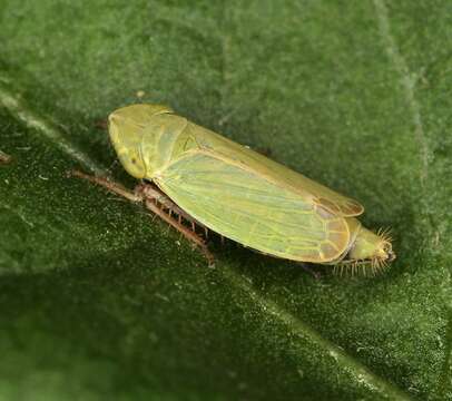 Image of Biota