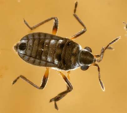 Image of Hebrus Velvet Water Bug