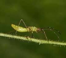 Image of stilt bugs