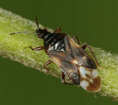 Image de Anthocoris