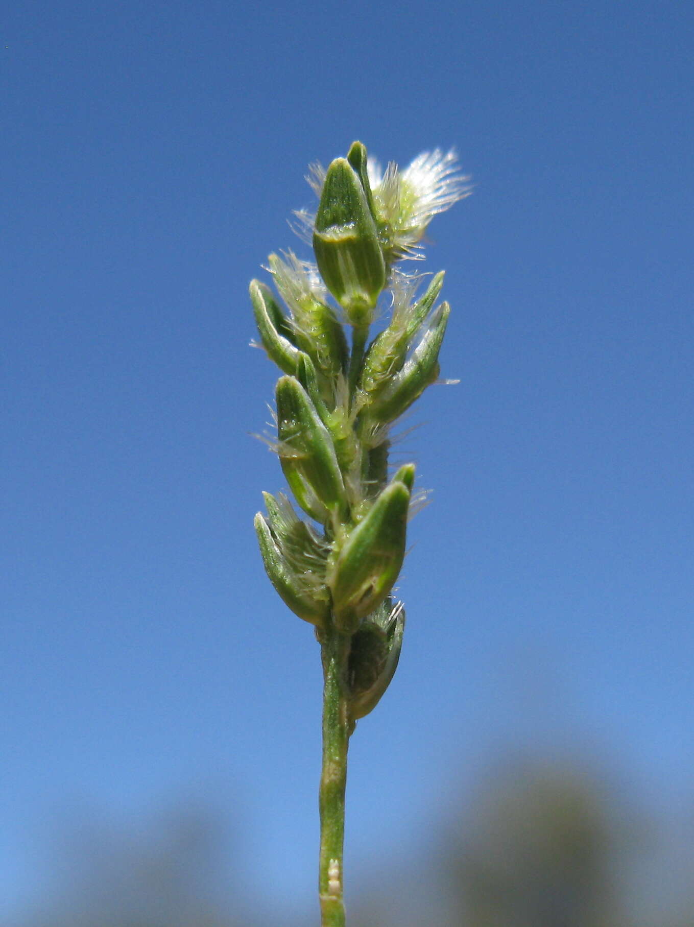 Image of Thyridolepis mitchelliana (Nees) S. T. Blake