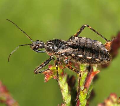 Image of <i>Coranus aethiops</i>