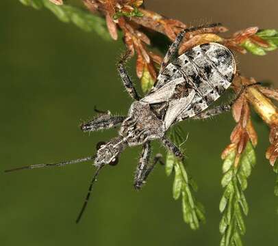 Image de <i>Coranus subapterus</i>