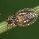 Image of Foliaceous Lace Bug