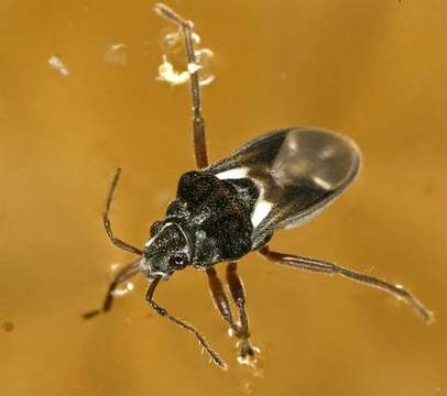 Image of Hebrus Velvet Water Bug