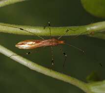 Image of stilt bugs