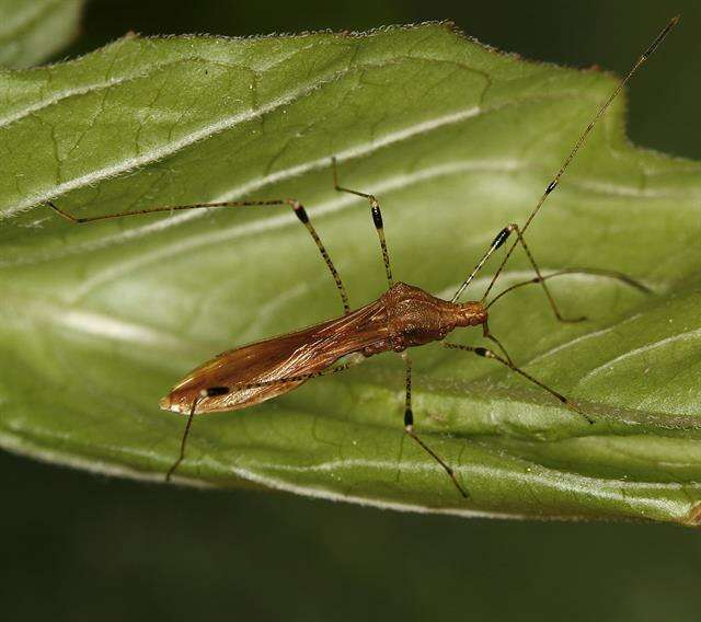 Image of stilt bugs