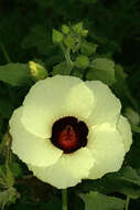 Hibiscus vitifolius L.的圖片