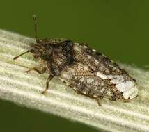 Image of ash-gray leaf bugs