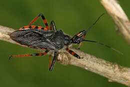 Image of <i>Rhynocoris annulatus</i>