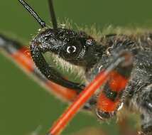 Image of <i>Rhynocoris annulatus</i>