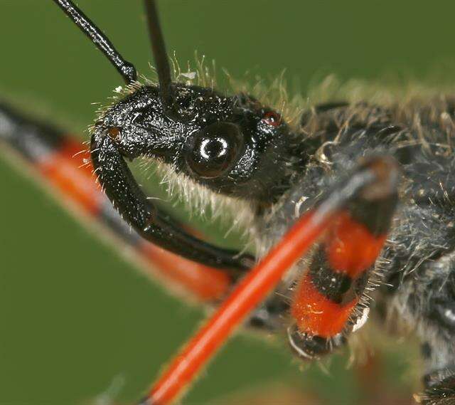 Image of <i>Rhynocoris annulatus</i>