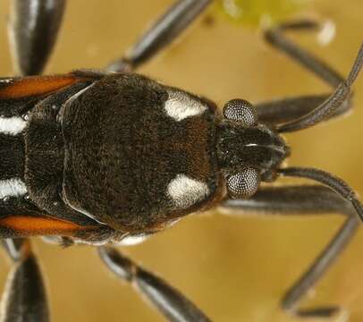 Image of water cricket