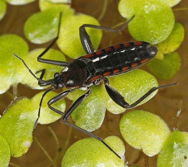 Image of water cricket
