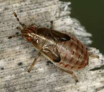 Image of Artheneidae