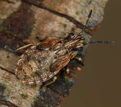 Image of False Chinch Bug