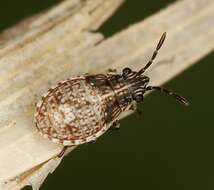 Image of False Chinch Bug