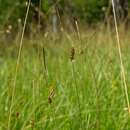 Image of downy-fruited sedge