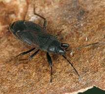 Image of Eremocoris plebejus (Fallen & C. F. 1807)