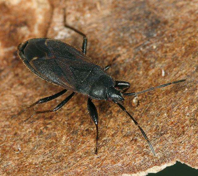 صورة Eremocoris plebejus (Fallen & C. F. 1807)