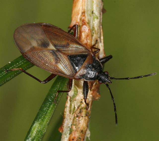 Image of Gastrodes