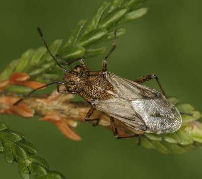 Image of False Chinch Bug