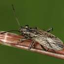 Ortholomus punctipennis (Herrich-Schaeffer & G. H. W. 1850) resmi