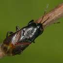 Image of Seed bug
