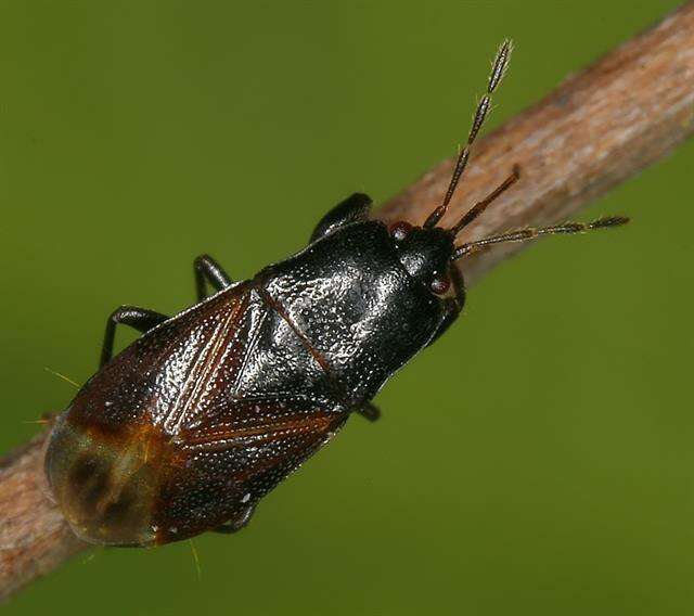 Image of Pentatomomorpha