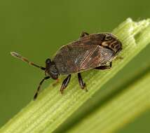 Image of Stygnocoris