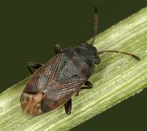 Image of Stygnocoris