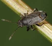 صورة Stygnocoris