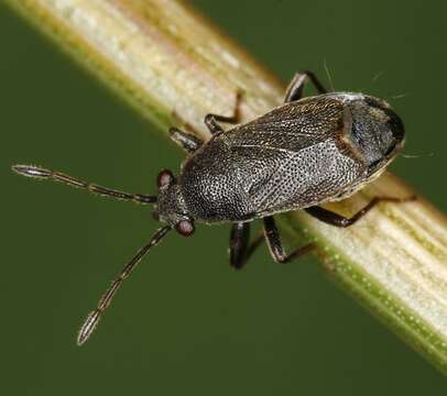 صورة Stygnocoris