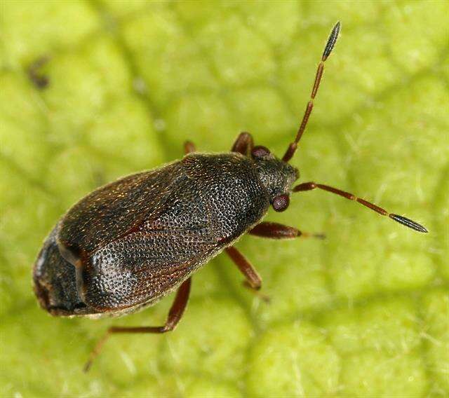 Image of Stygnocoris