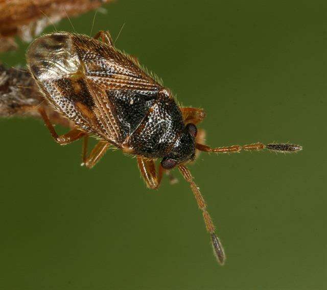 Image of Stygnocoris