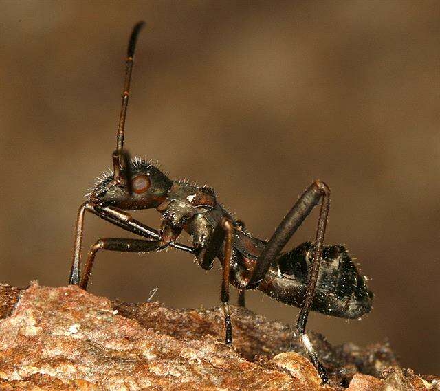 Image of broad-headed bugs