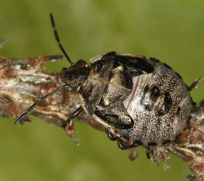 Image of Heteroptera